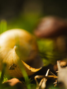 蘑菇傍的蜗牛壳