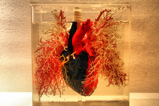 心脏动脉静脉