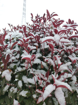 雪后红叶石楠