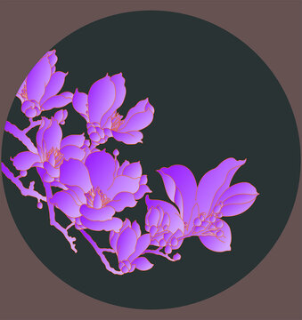 玉兰花