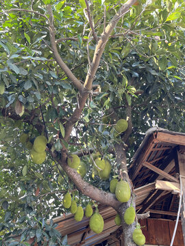 西双版纳傣族村寨菠萝蜜挂满枝头