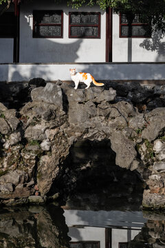 假山上的猫儿