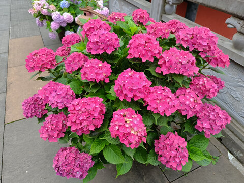 绣球花