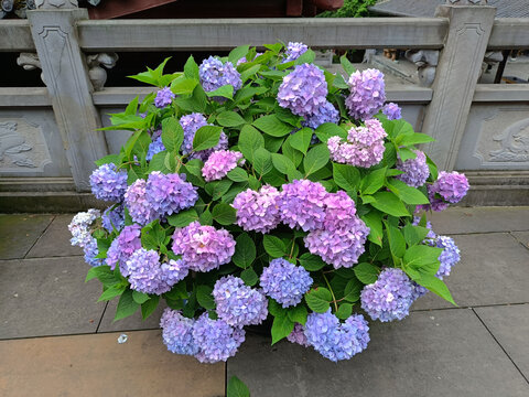 绣球花