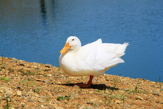 单脚站立在河边的大白鸭