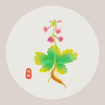 地黄