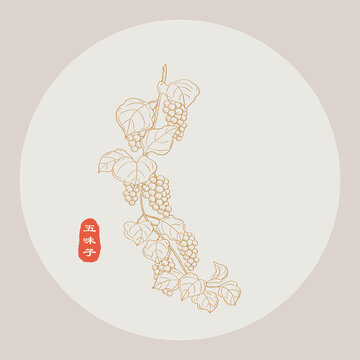 五味子线描