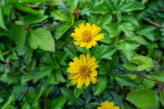 黄花植物蟛蜞菊