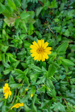 黄花植物蟛蜞菊