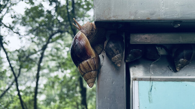 下雨天的蜗牛