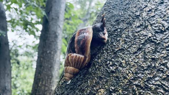 雨天爬树的蜗牛