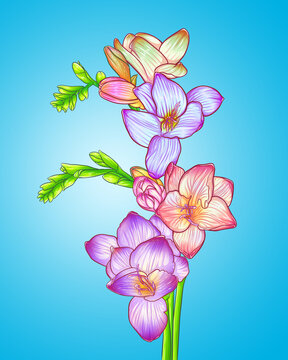 香雪兰小苍兰插画