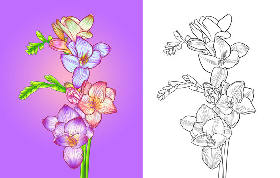 香雪兰小苍兰手绘插画