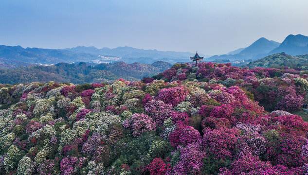 百里杜鹃