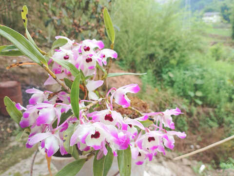 石斛花