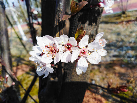 紫叶李