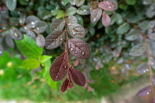 叶上的雨滴特写镜头
