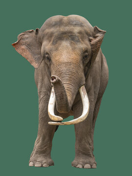 亚洲象正面特写抠图波波约45岁