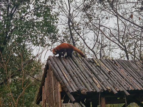 成都熊猫基地屋顶小熊猫