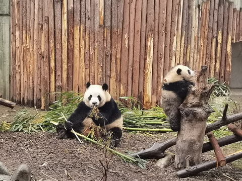 成都熊猫基地两只熊猫