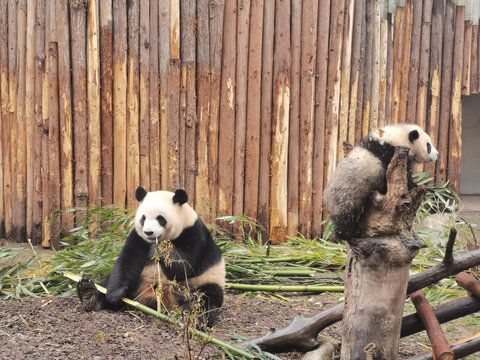 成都熊猫基地熊猫吃竹子