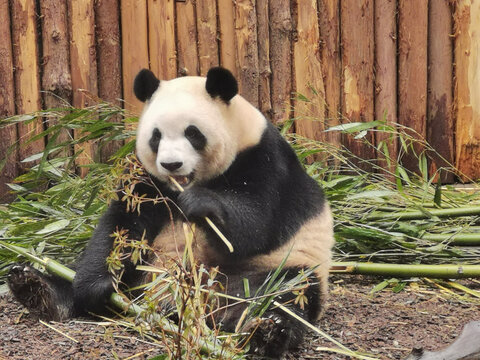成都熊猫基地熊猫吃竹子