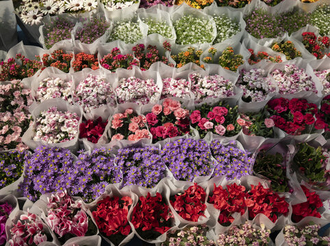 排列整齐的各色鲜花