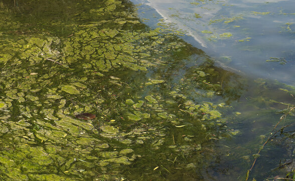水草藻类