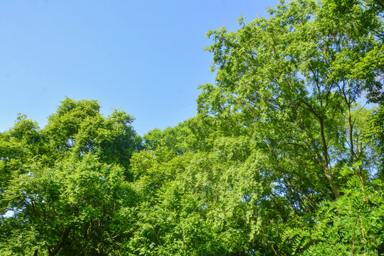 蓝天绿树