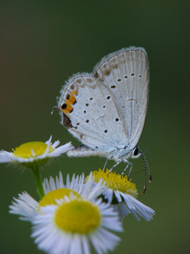 一只访花的蓝灰蝶