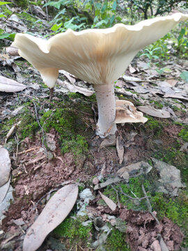 野生蘑菇