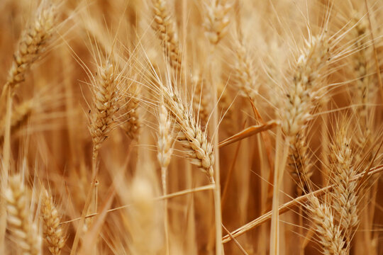 即将成熟的小麦