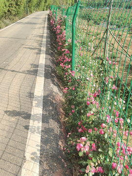 路边蔷薇