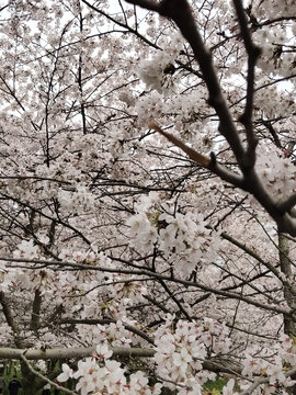 春天的樱花