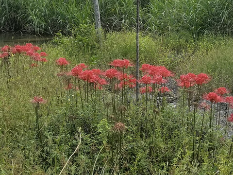 草丛里的彼岸花石蒜花
