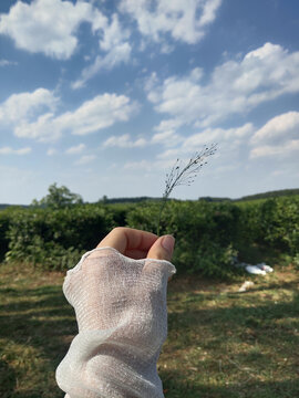 贵州花溪区羊艾茶场