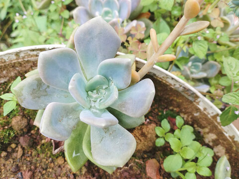石莲花