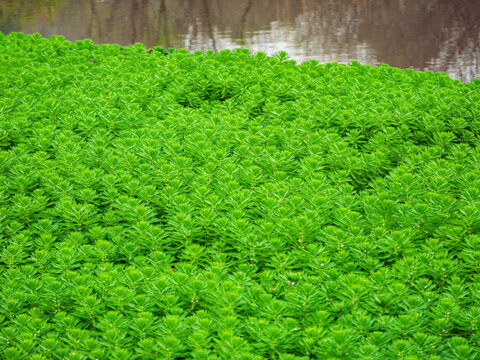 水池中茂盛的轮叶狐尾藻