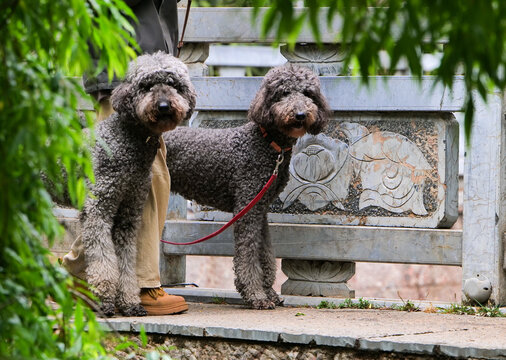 两只贵宾犬
