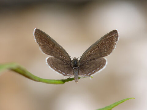 自然生态中的一只点玄灰蝶