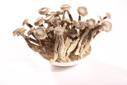 干鹿茸菇