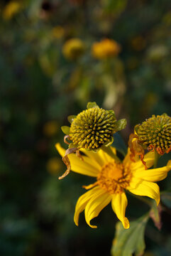 黄色的花菊花