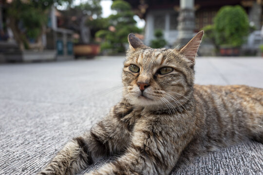 潮州开元寺狸花猫头部特写