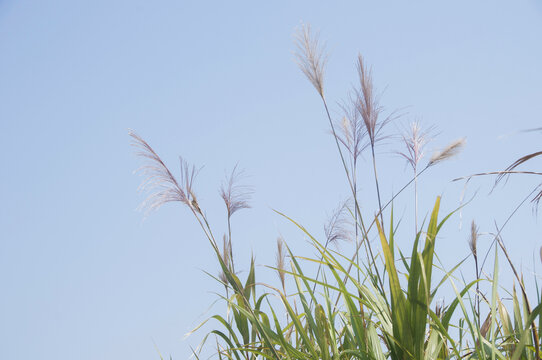 荻草花穗