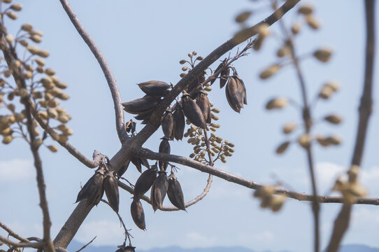 泡桐果