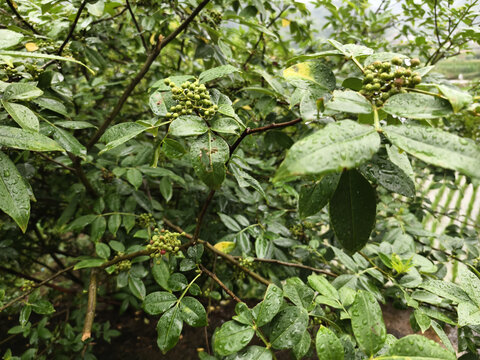 新鲜花椒