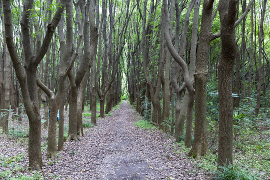 森林小路林间小路