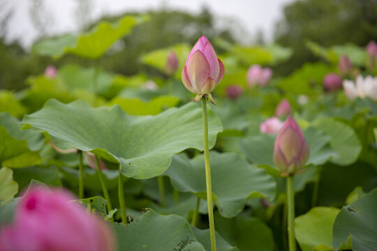 满池荷花花苞
