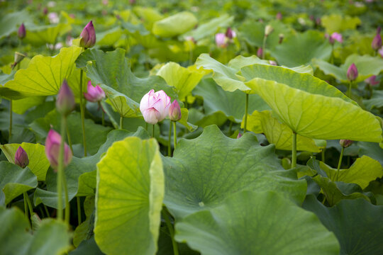 满池荷花