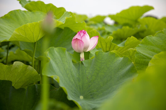 小荷荷花